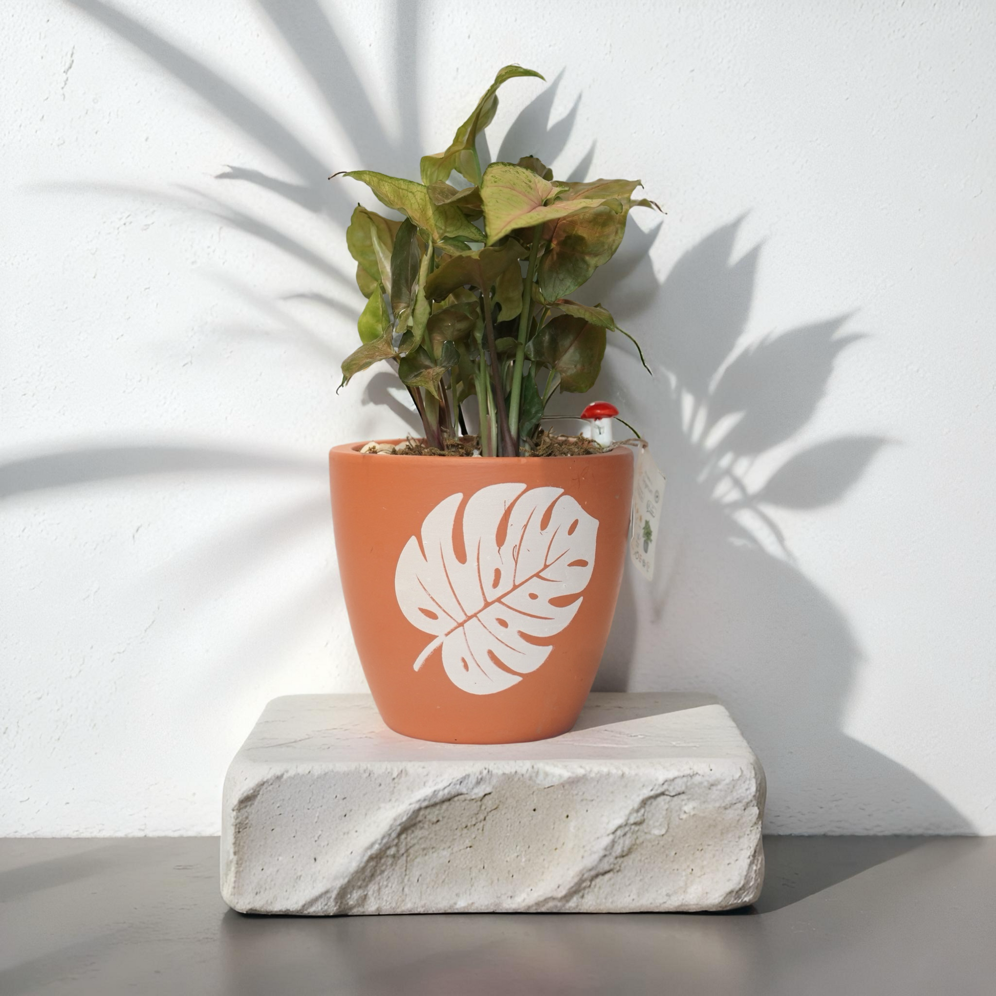 SYNGONIUM